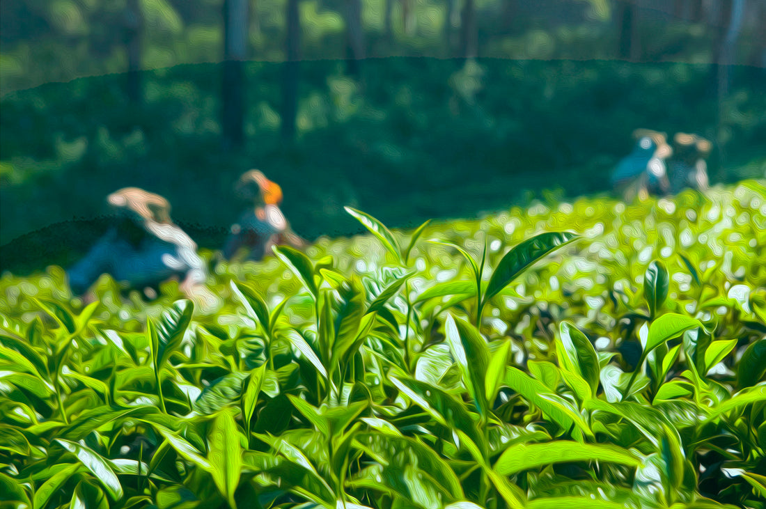 All You Need To Know About Camellia Sinensis (Tea) Plant & Different Tea Types