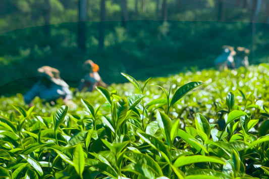 All You Need To Know About Camellia Sinensis (Tea) Plant & Different Tea Types